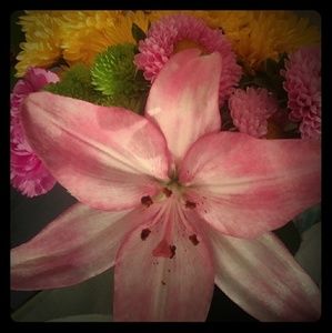 Meet your Posher, Nani